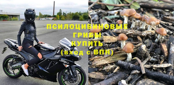 стаф Алзамай