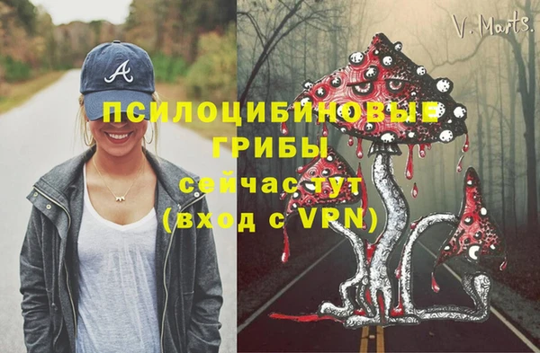 стаф Алзамай